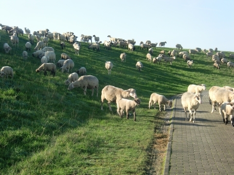 Duisburg-Walsum : Rheinaue Walsum, weidende Schafe am Rheindeich